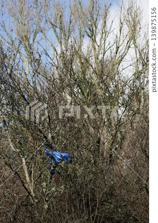 Deflated metallic blue helium ballon in tree branches Deflated metallic blue helium ballon in tree branches 139875156
