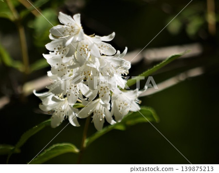 Utagi's white flowers Utagi's white flowers 139875213