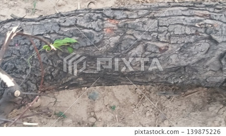 a small wild duck on a log a small wild duck on a log 139875226