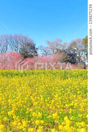 茨城縣古河市桃花節 茨城縣古河市桃花節 139875239