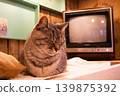 A cat closing its eyes in front of a retro television. 139875392