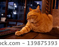 Brown tabby cat sleeping by the window 139875393