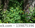 Yellow celandine poppies growing in the forest 139875396