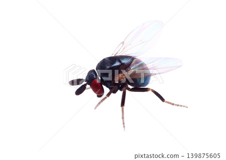 Black-eyed gnat Black-eyed gnat 139875605