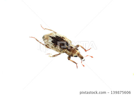 Swimming rice water weevil Swimming rice water weevil 139875606