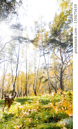 A cute dog frolics during a walk in the autumn forest. A cute dog frolics during a walk in the autumn forest. 139875639