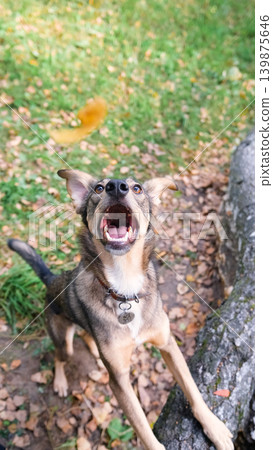 A cute dog frolics during a walk in the autumn forest. A cute dog frolics during a walk in the autumn forest. 139875646