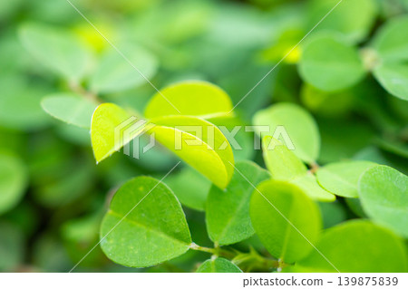 Natural green leaves plants texture background Natural green leaves plants texture background 139875839