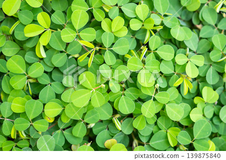 Natural green leaves plants texture background Natural green leaves plants texture background 139875840