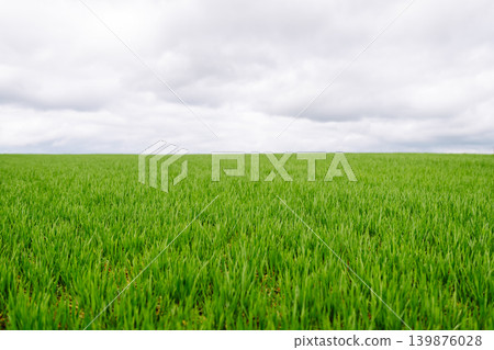 Field of green grass. Young plants growing in a farmer's field. Agriculture concept. 139876028