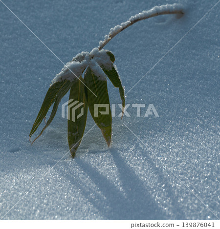 Bamboo leaves peeking out from the snow (Okutadami - winter nature) Bamboo leaves peeking out from the snow (Okutadami - winter nature) 139876041
