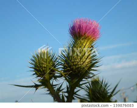 Reddish-purple thistle Reddish-purple thistle 139876083