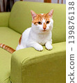 A brown and white cat relaxing with its paws on the armrest of the sofa. 139876138