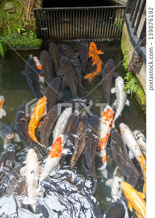 津和野的水道裡聚集了大量鯉魚。 139876192