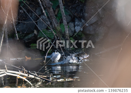Small birds bathing in Mizumoto Park (Tokyo, Autumn) Small birds bathing in Mizumoto Park (Tokyo, Autumn) 139876235