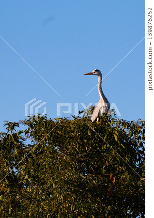 Wild birds in Mizumoto Park, Tokyo (bathing scene) Wild birds in Mizumoto Park, Tokyo (bathing scene) 139876252