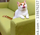A brown and white cat sticking out its tongue. 139876257