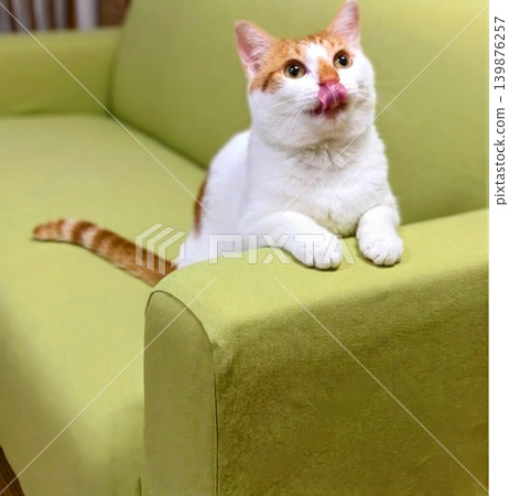 A brown and white cat sticking out its tongue. 139876257