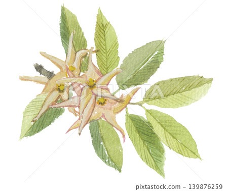水彩畫的龍腦香花 139876259