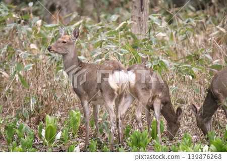 A herd of Hokkaido deer foraging in a spring forest. 139876268