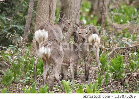 A herd of Hokkaido deer foraging in a spring forest. 139876269