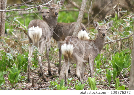 A herd of Hokkaido deer foraging in a spring forest. A herd of Hokkaido deer foraging in a spring forest. 139876272