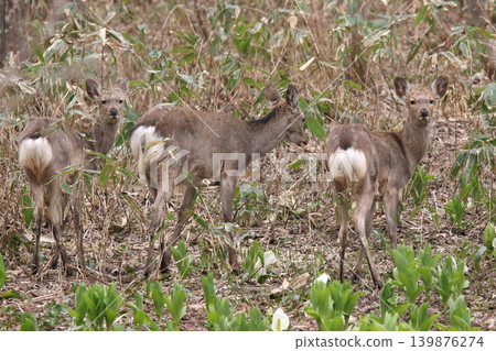 A herd of Hokkaido deer foraging in a spring forest. A herd of Hokkaido deer foraging in a spring forest. 139876274