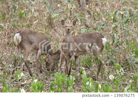 A herd of Hokkaido deer foraging in a spring forest. A herd of Hokkaido deer foraging in a spring forest. 139876275