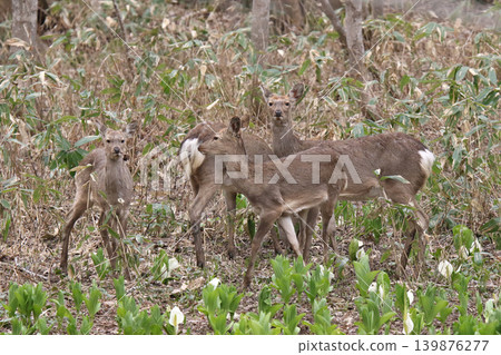 A herd of Hokkaido deer foraging in a spring forest. A herd of Hokkaido deer foraging in a spring forest. 139876277