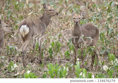 A herd of Hokkaido deer foraging in a spring forest. 139876279