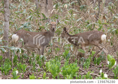 A herd of Hokkaido deer foraging in a spring forest. A herd of Hokkaido deer foraging in a spring forest. 139876280