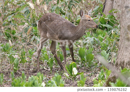 A herd of Hokkaido deer foraging in a spring forest. A herd of Hokkaido deer foraging in a spring forest. 139876282