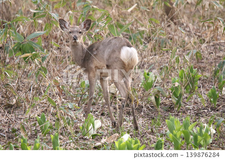 A herd of Hokkaido deer foraging in a spring forest. A herd of Hokkaido deer foraging in a spring forest. 139876284