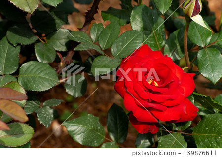 Bloom red rose with green leave in the garden 139876611