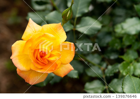 Bloom yellow rose with green leave in the garden 139876646