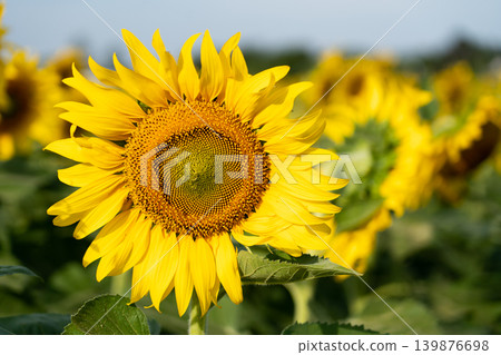 Beautiful yellow color sunflower in the agriculture farm background Beautiful yellow color sunflower in the agriculture farm background 139876698