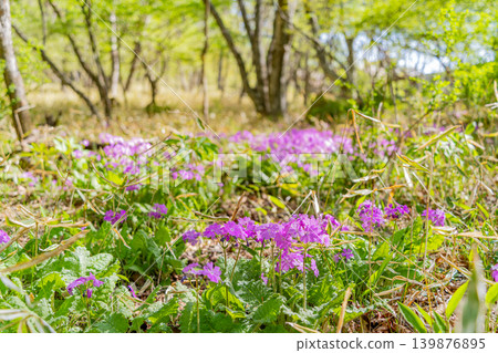 Primroses (Sakurasou) growing wild in the mixed forest of Kiyosato, Utsukushimori, Yamanashi Prefecture. Primroses (Sakurasou) growing wild in the mixed forest of Kiyosato, Utsukushimori, Yamanashi Prefecture. 139876895