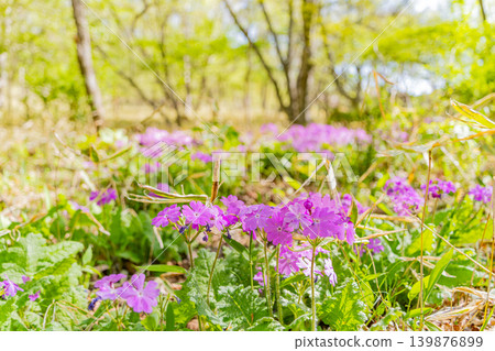 Primroses (Sakurasou) growing wild in the mixed forest of Kiyosato, Utsukushimori, Yamanashi Prefecture. Primroses (Sakurasou) growing wild in the mixed forest of Kiyosato, Utsukushimori, Yamanashi Prefecture. 139876899