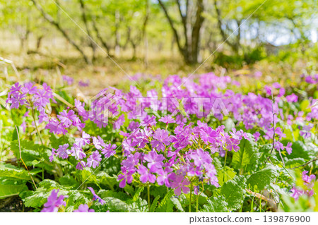 Primroses (Sakurasou) growing wild in the mixed forest of Kiyosato, Utsukushimori, Yamanashi Prefecture. Primroses (Sakurasou) growing wild in the mixed forest of Kiyosato, Utsukushimori, Yamanashi Prefecture. 139876900