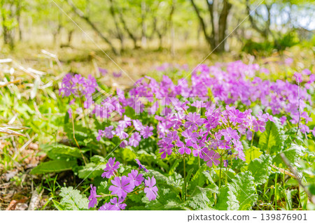 Primroses (Sakurasou) growing wild in the mixed forest of Kiyosato, Utsukushimori, Yamanashi Prefecture. Primroses (Sakurasou) growing wild in the mixed forest of Kiyosato, Utsukushimori, Yamanashi Prefecture. 139876901
