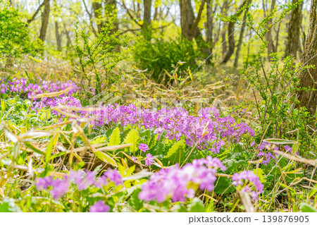 Primroses (Sakurasou) growing wild in the mixed forest of Kiyosato, Utsukushimori, Yamanashi Prefecture. 139876905