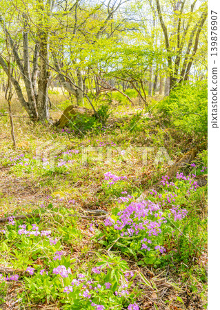 Primroses (Sakurasou) growing wild in the mixed forest of Kiyosato, Utsukushimori, Yamanashi Prefecture. Primroses (Sakurasou) growing wild in the mixed forest of Kiyosato, Utsukushimori, Yamanashi Prefecture. 139876907