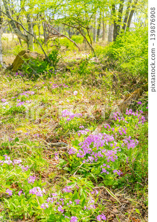山梨縣美築森市清裡混合林中野生生長的報春花(櫻草)。 山梨縣美築森市清裡混合林中野生生長的報春花(櫻草)。 139876908