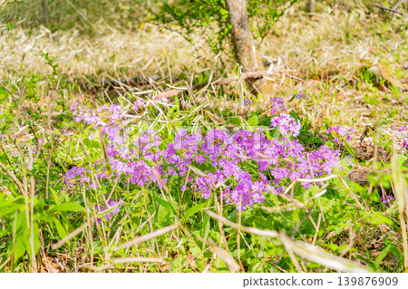 Primroses (Sakurasou) growing wild in the mixed forest of Kiyosato, Utsukushimori, Yamanashi Prefecture. 139876909