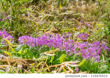 Primroses (Sakurasou) growing wild in the mixed forest of Kiyosato, Utsukushimori, Yamanashi Prefecture. 139876910