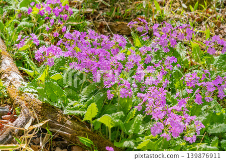 Primroses (Sakurasou) growing wild in the mixed forest of Kiyosato, Utsukushimori, Yamanashi Prefecture. Primroses (Sakurasou) growing wild in the mixed forest of Kiyosato, Utsukushimori, Yamanashi Prefecture. 139876911