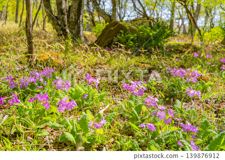 Primroses (Sakurasou) growing wild in the mixed forest of Kiyosato, Utsukushimori, Yamanashi Prefecture. 139876912