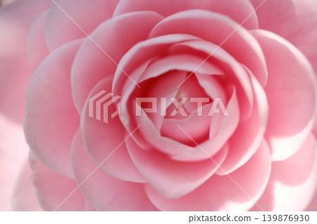 A close-up of the double-flowered Otome Tsubaki (Camellia japonica) with its delicate pink, swirling petals. A close-up of the double-flowered Otome Tsubaki (Camellia japonica) with its delicate pink, swirling petals. 139876930