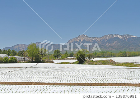Early summer in Nobeyama Plateau, with views of the Yatsugatake mountain range: Plateau vegetable fields covered in white mulch and snow-capped mountains. Early summer in Nobeyama Plateau, with views of the Yatsugatake mountain range: Plateau vegetable fields covered in white mulch and snow-capped mountains. 139876981