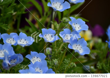Nemophila Nemophila 139877021